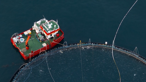 Zeeluis vreet zalmkoppen aan tot schedel: hoe moeten viskwekerijen veranderen?