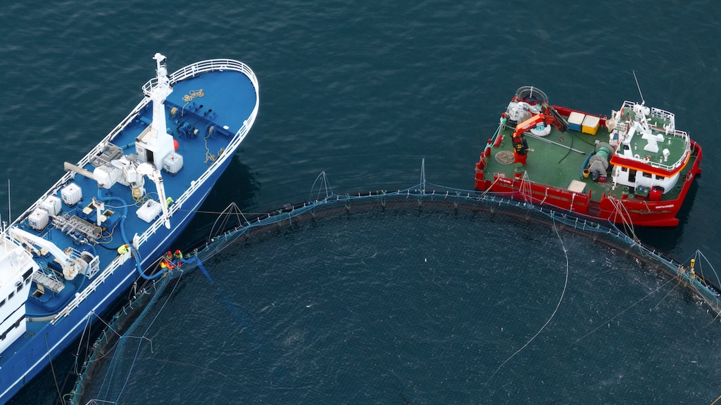 Boot met plastic buis bij visnet. Foto van Veiga Grétarsdóttir.