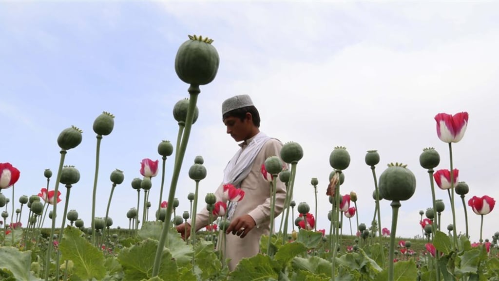 Taliban maakt werk van opiumverbod: 95 procent minder productie