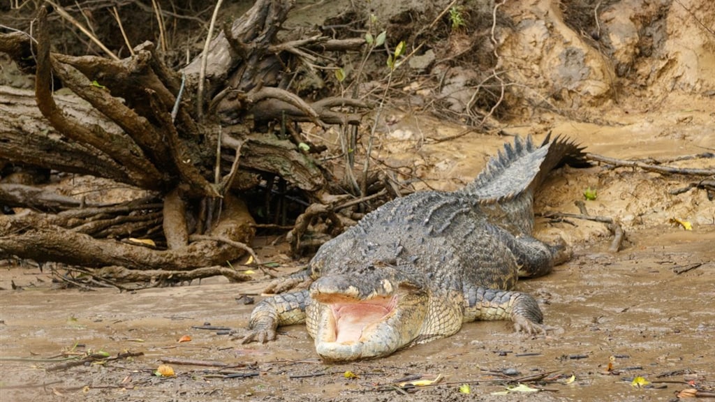 Australiër overleeft aanval krokodil door terug te bijten