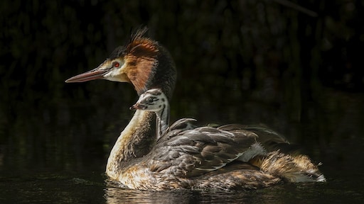 Vogelverkiezing overspoeld met stemmen: 'kotsende' pūteketeke wint