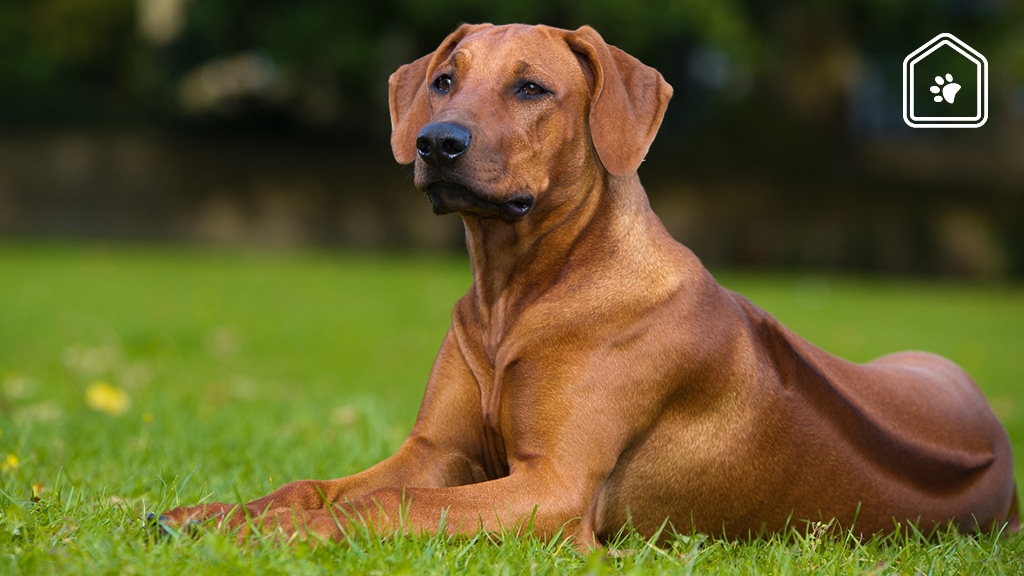 Dit moet je volgens Dierenarts Piet weten over de Rhodesian Ridgeback