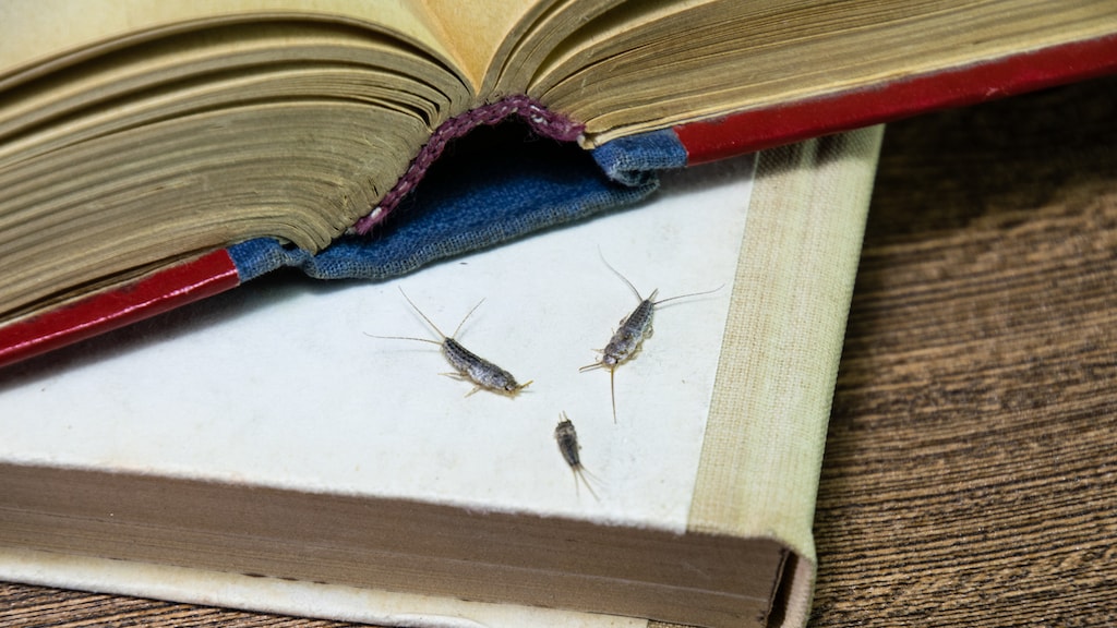 iStock - Leonid Eremeychuk