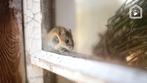 Ongedierte in huis? Zo kom je er op een milieuvriendelijke manier vanaf!