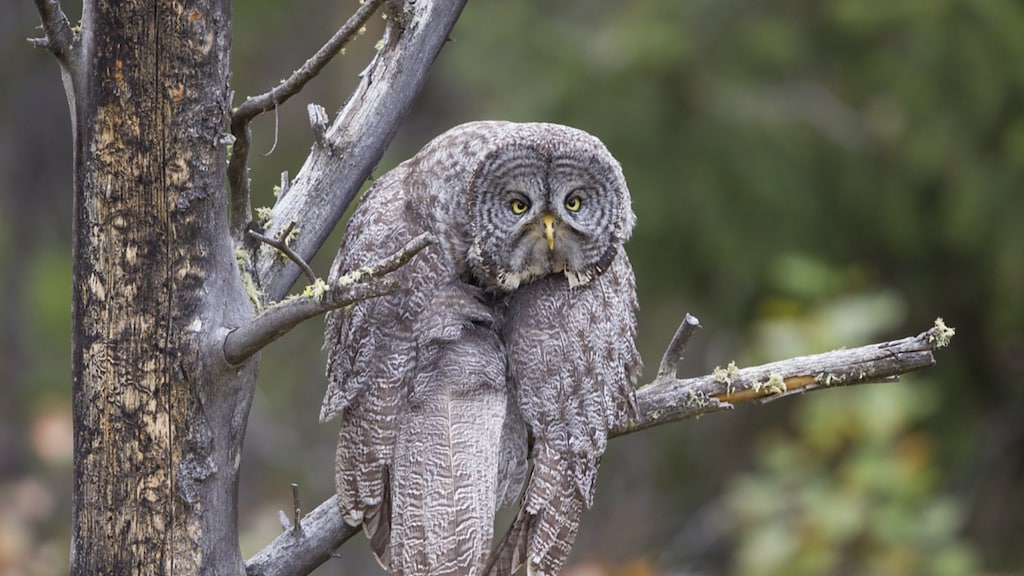 Deze uil zat er de hele dag trots bij, maar zag het soms even niet meer zitten.