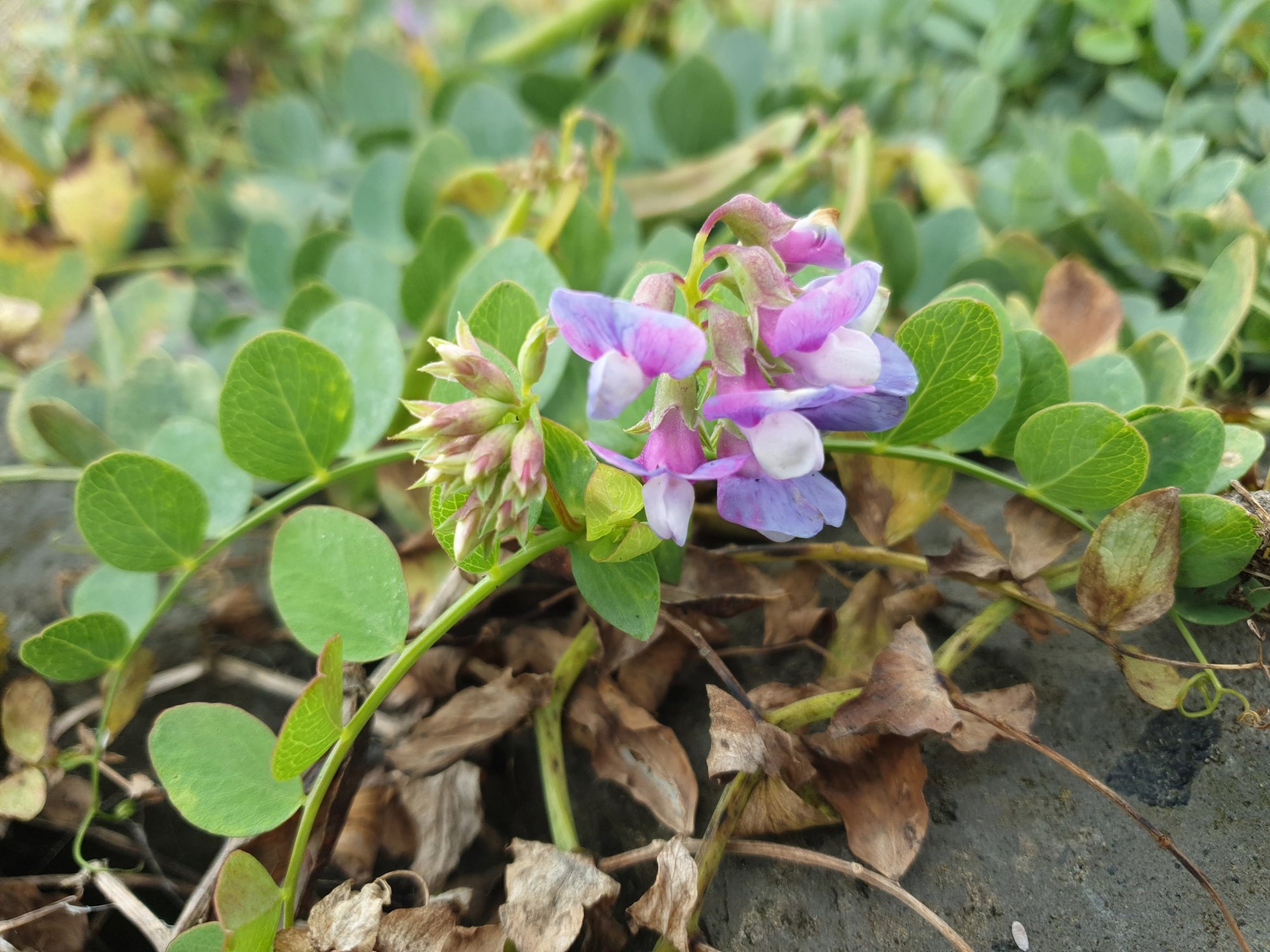 Landelijke zadenbank voorkomt uitsterven planten: 'Back-up van natuur'