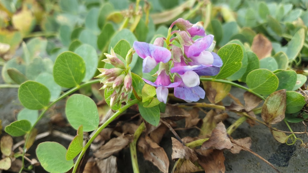 Landelijke zadenbank voorkomt uitsterven planten: 'Back-up van natuur'