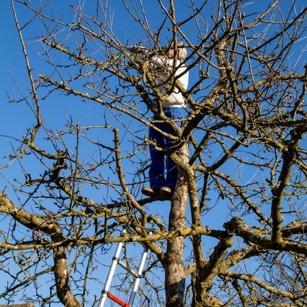 Appelboom snoeien.
