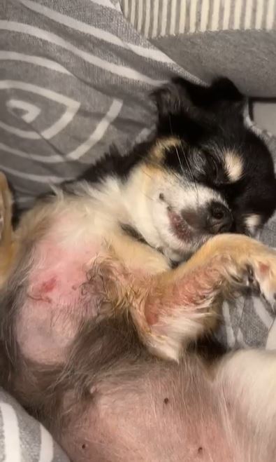 Hondje Rihanna, met brandwonden op haar borst en pootje.