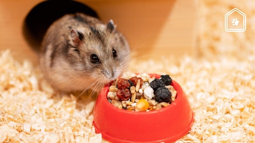 Verboden huisdieren vanaf juli 2024: Dierenarts Piet praat je bij over nieuwe wetgeving