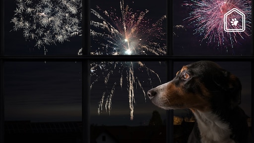 Huisdier bang voor vuurwerk? Zo stel je 'm gerust