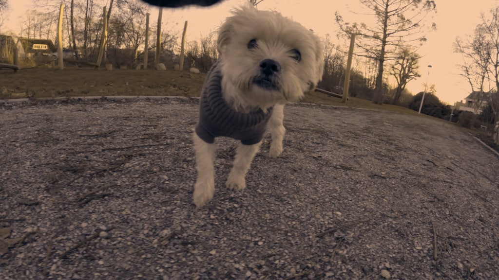 "Het is hartverscheurend, die trillende huisdieren."