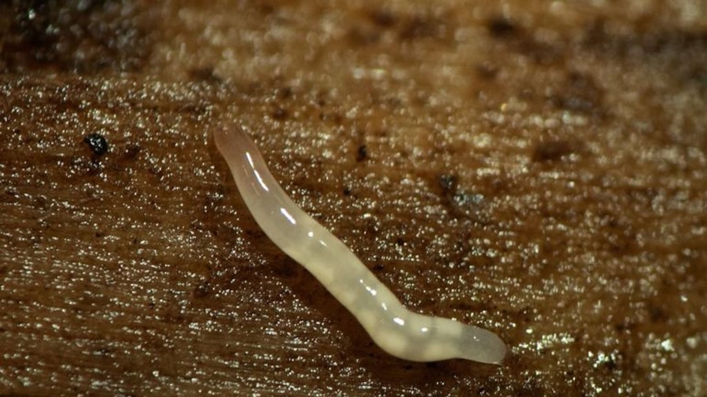 Klein, glimmend en een slurf: exotische worm voor het eerst in Nederland gezien