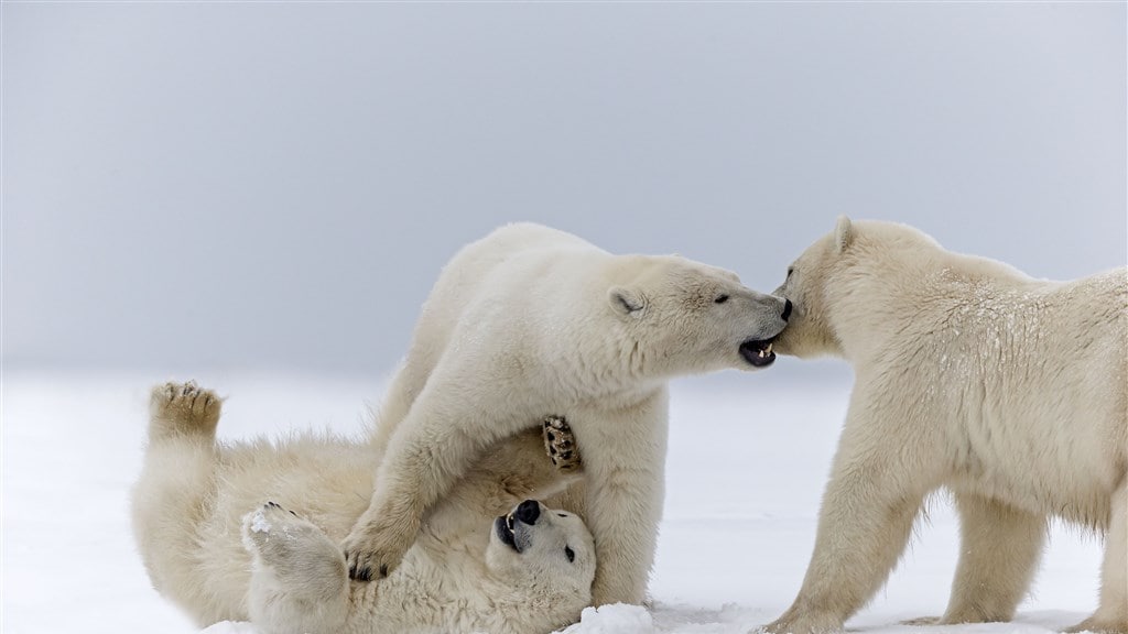 Weer een nieuwe diersoort geveld door vogelgriep, nu een ijsbeer