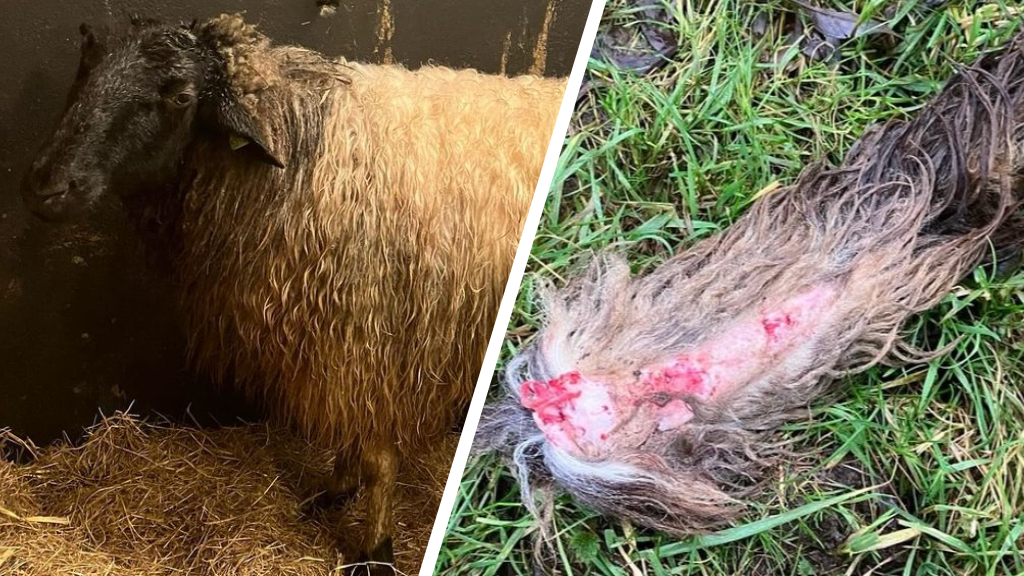 Twee schapen dood na aanval in Zoetermeer, van één schaap staart afgebeten