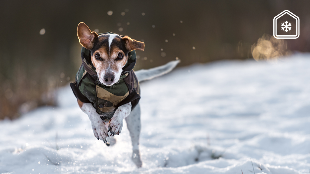 Van kat tot konijn: zo bescherm je je huisdier tegen vrieskou