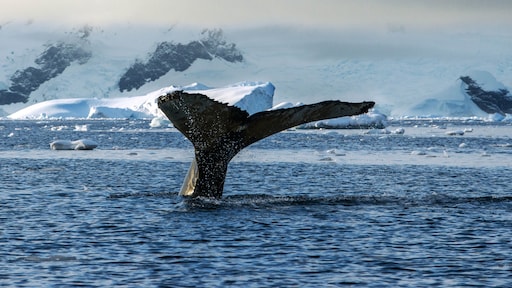 Komend jaar nóg warmer dan 2023? 'We kijken gespannen naar oceanen'