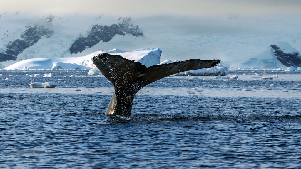 Komend jaar nóg warmer dan 2023? 'We kijken gespannen naar oceanen'