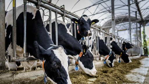 Kabinet wil nog bijna 3 miljard euro vrijmaken voor stikstofaanpak