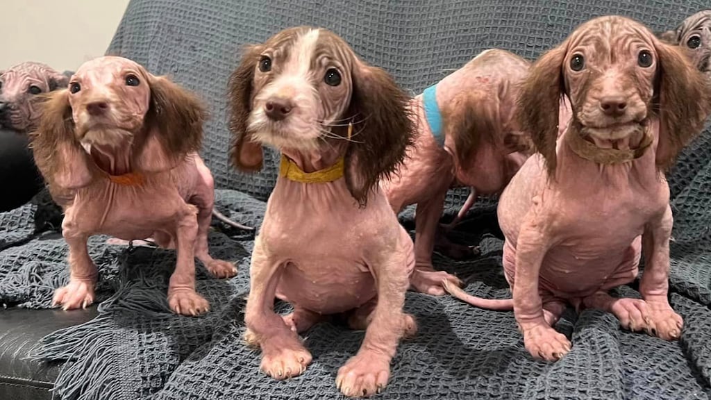 Meerdere puppy's met misvormde pootjes, schurft en wormen gedumpt in VK