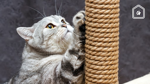 Zo belangrijk is een krabpaal en hier moet ie aan voldoen volgens Dierenarts Piet