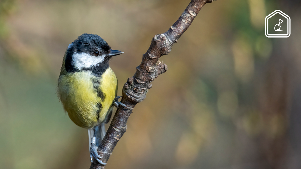 Dit zijn de do’s and don’ts voor de Nationale Tuinvogeltelling dit weekend