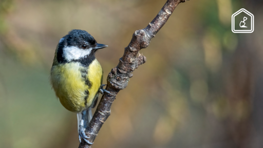 Dit zijn de do’s and don’ts voor de Nationale Tuinvogeltelling dit weekend