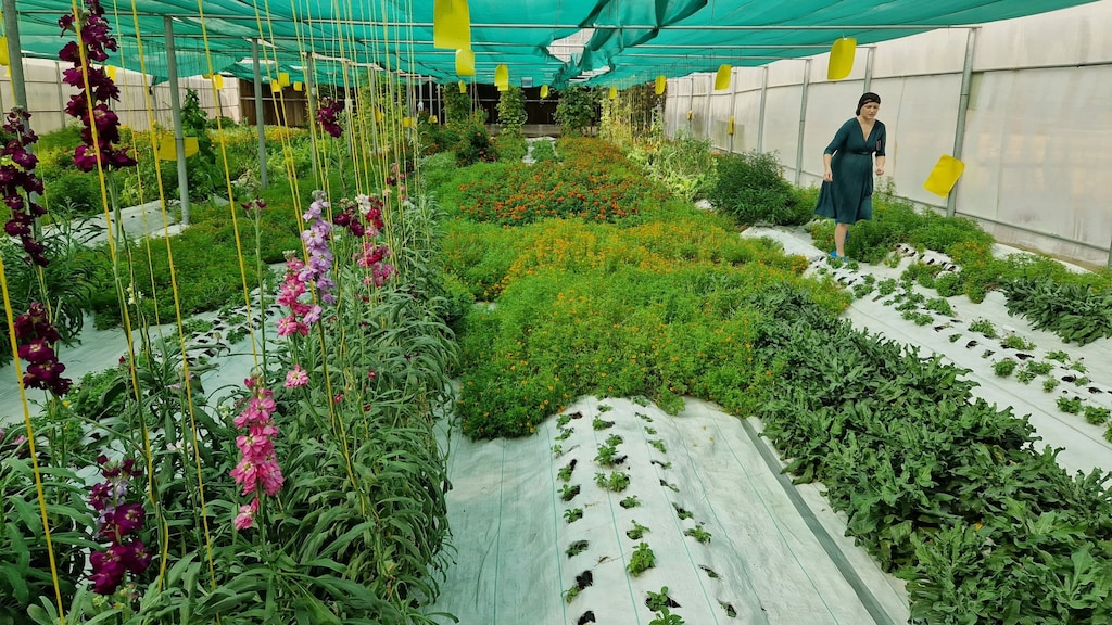 Eetbare bloemen in de kas.