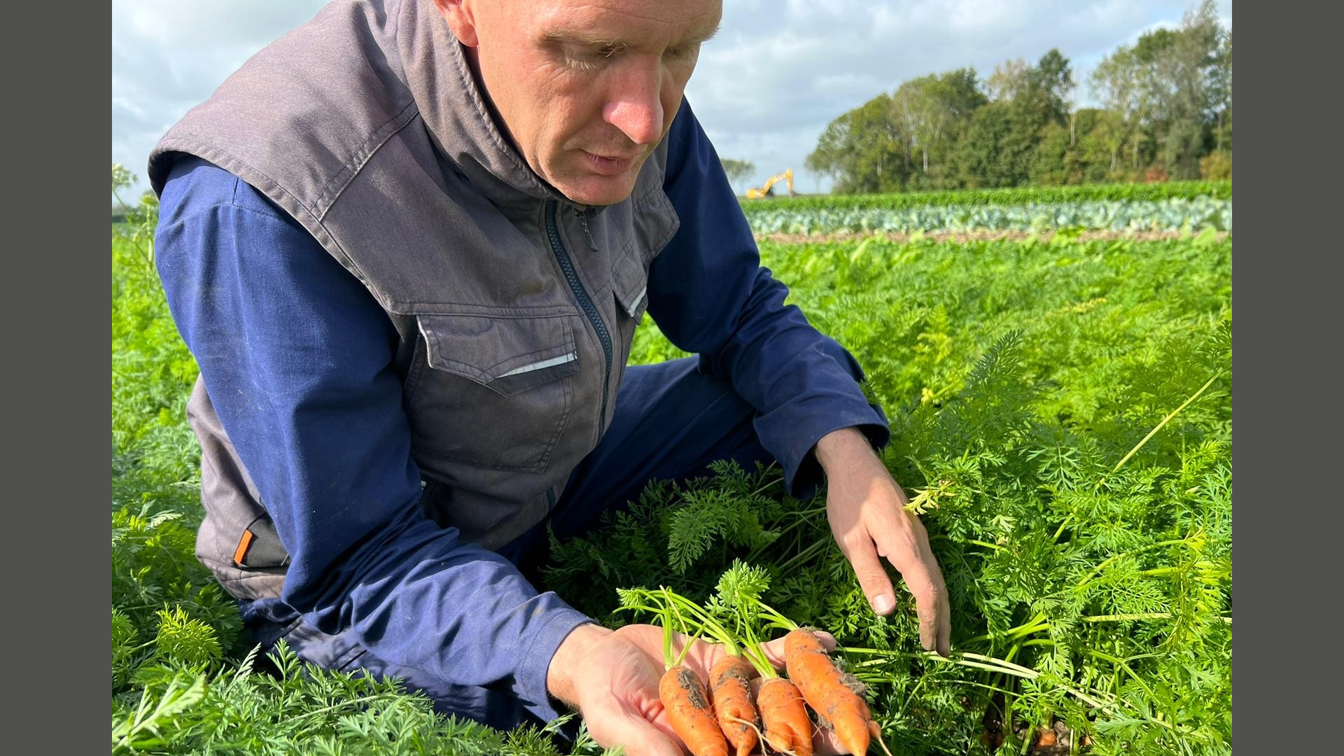 Boer blijft achter met 50.000 kilo afgekeurde wortels: 'Te hoge standaard gecreëerd'