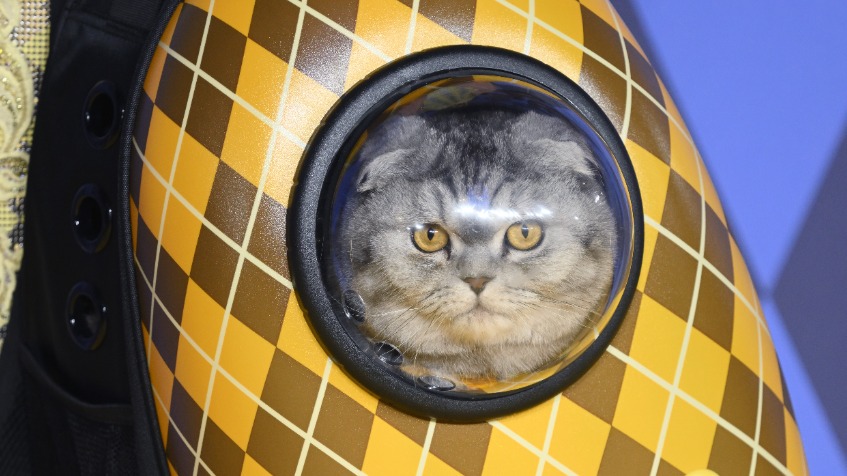 Dierenartsen vrezen run op katten met gevouwen oortjes: 'Kat heeft altijd pijn'