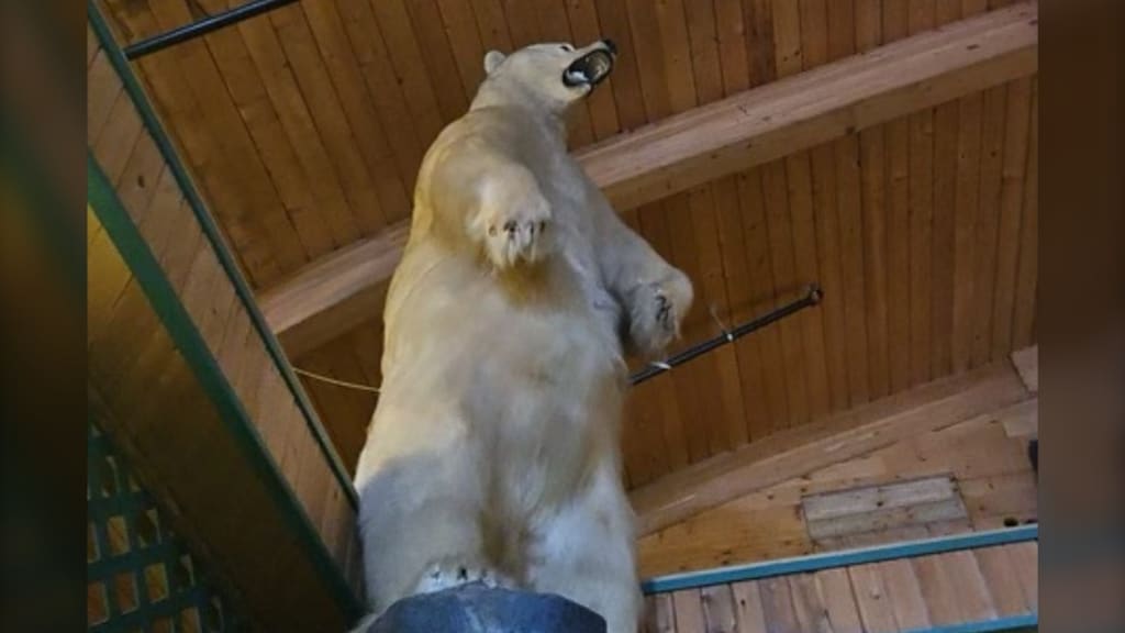 Opgezette ijsbeer van 225 kilo gestolen uit Canadees wellnesscentrum