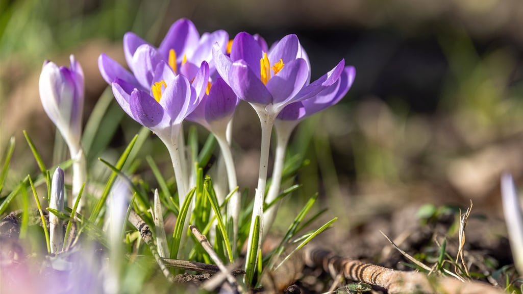 Steeds vroeger lente: planten maand eerder in bloei dan halve eeuw geleden