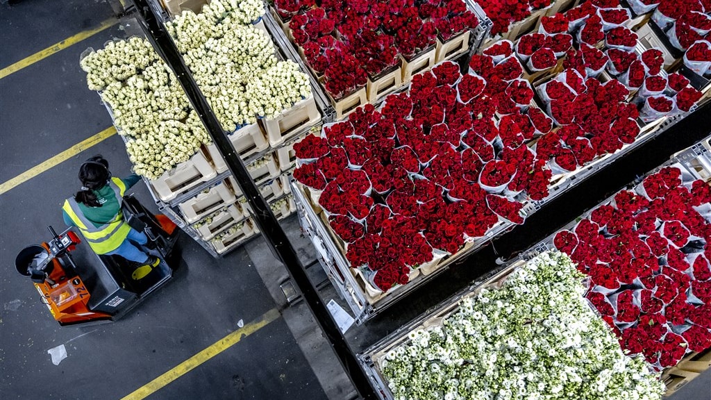 Topdrukte bij de bloemenveiling in aanloop naar Valentijnsdag.