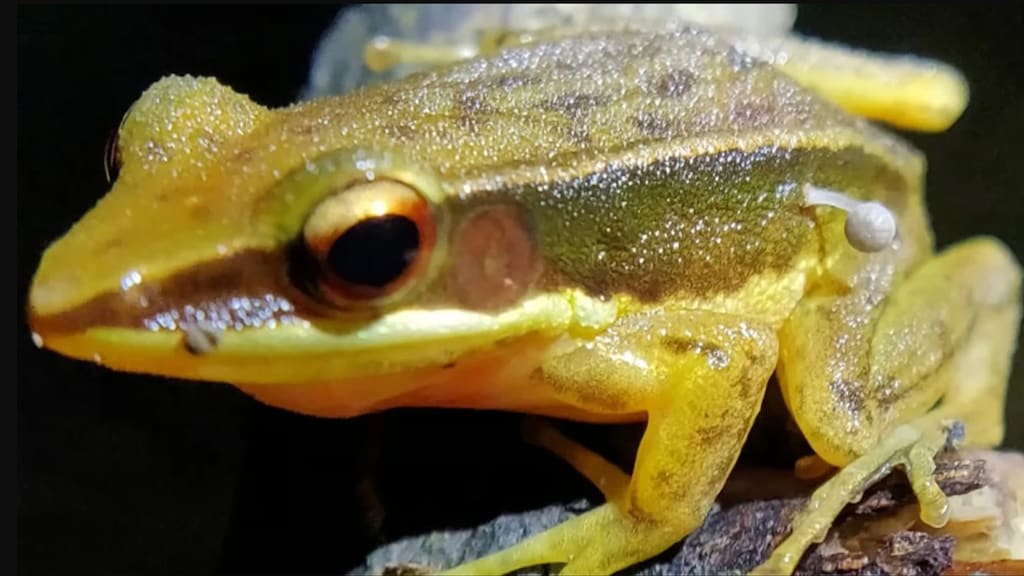 Paddenstoel groeit uit een levende kikker: 'Nooit eerder gezien'