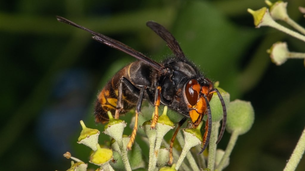 Bijenhouders vrezen razendsnelle opkomst van Aziatische hoornaar