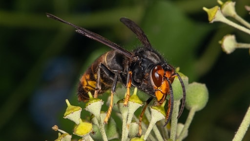Bijenhouders vrezen razendsnelle opkomst van Aziatische hoornaar