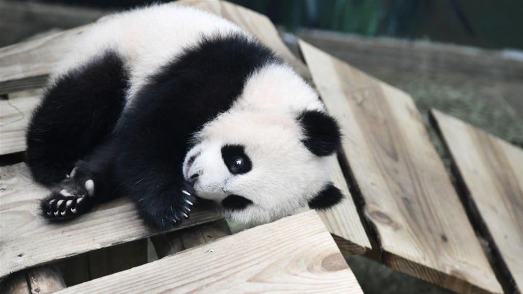 Fan Xing, het eerste jong van Wu Wen en Xing Ya.