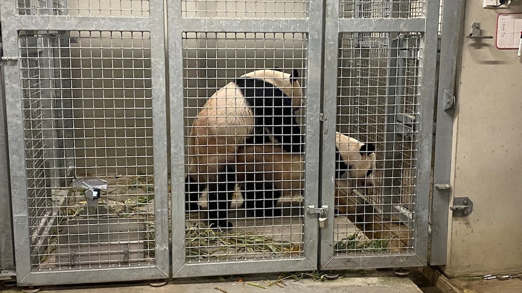 Panda's Ouwehands Dierenpark seksen opnieuw met elkaar: 'Spannende periode'