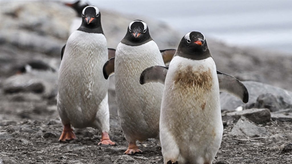 Vogelgriep bereikt Antarctica, vrees voor massasterfte pinguïns