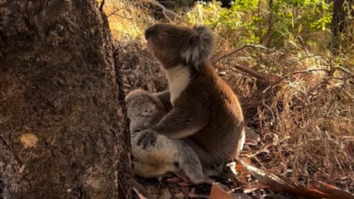 Koalamannetje rouwt om dood vrouwtje: 'Huisdieren doen dat ook'