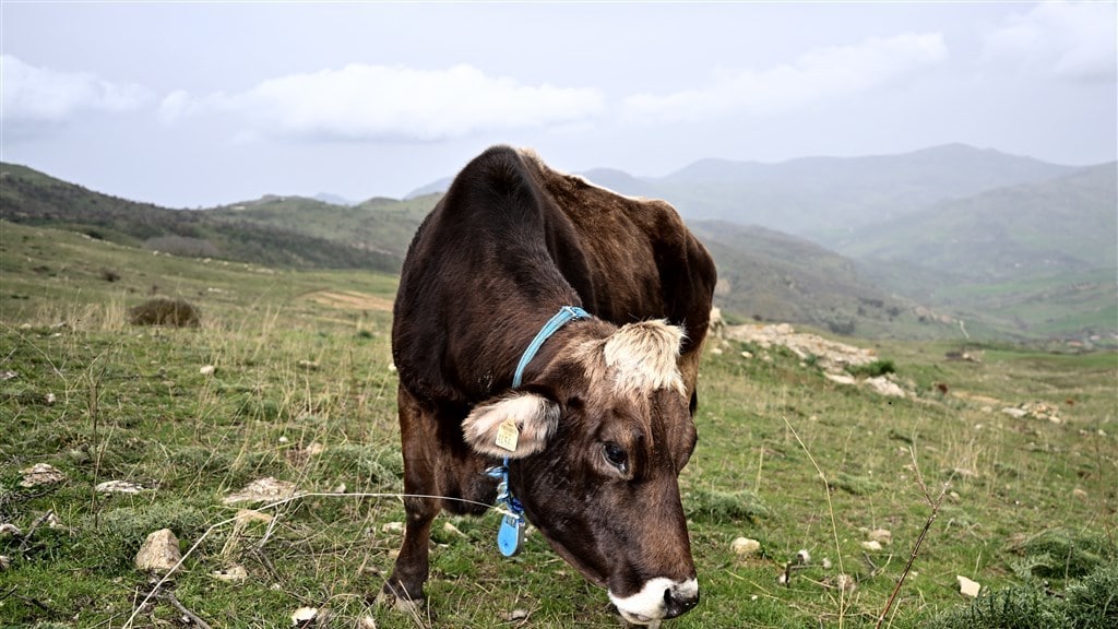 Koe in het zuiden van Sicilïe, waar de boeren veel last hebben van droogte.