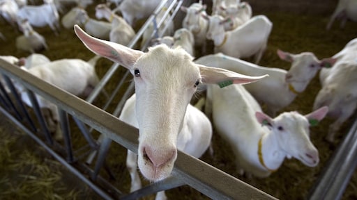 Nationale ombudsman vraagt overheid (weer) om excuses Q-koortspatiënten