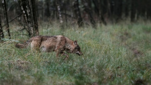 Wolf gedood op Utrechtse Heuvelrug, mogelijk probleemwolf 'Bram'