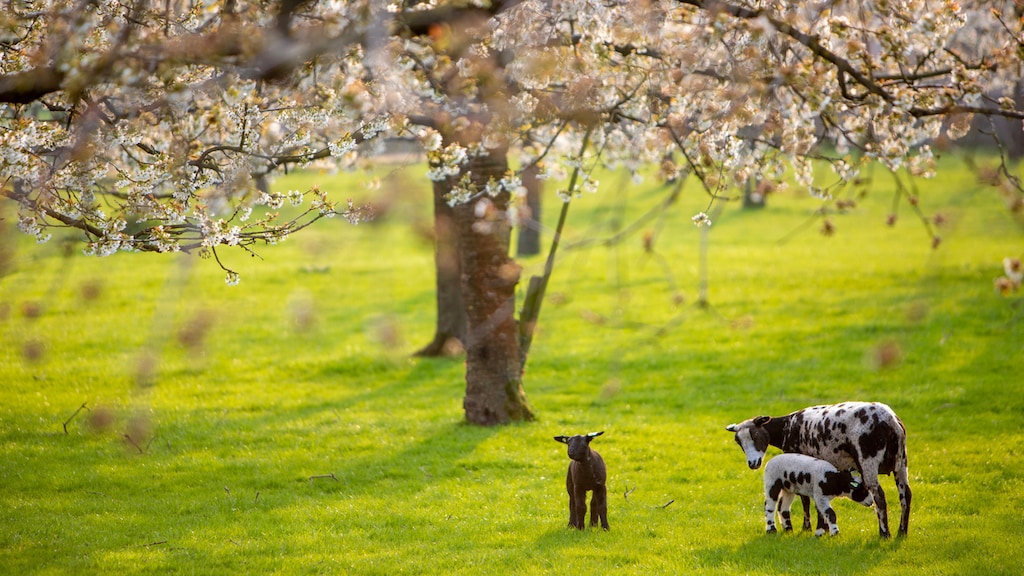 Lammetjes in de wei.