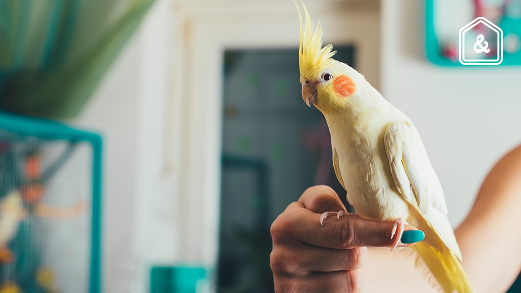 Een valkparkiet als huisdier? Dit moet je weten