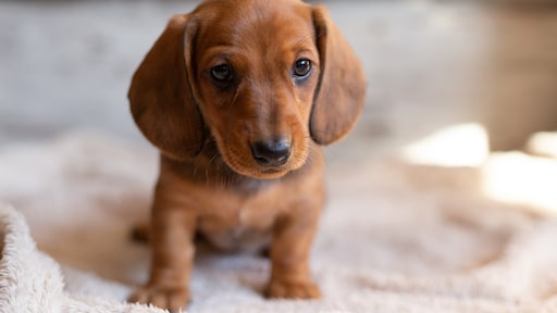 Hondenclub bang voor fokverbod teckels in Duitsland