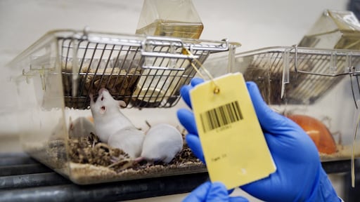 Wetenschappers draaien veroudering in immuunsysteem van muizen terug