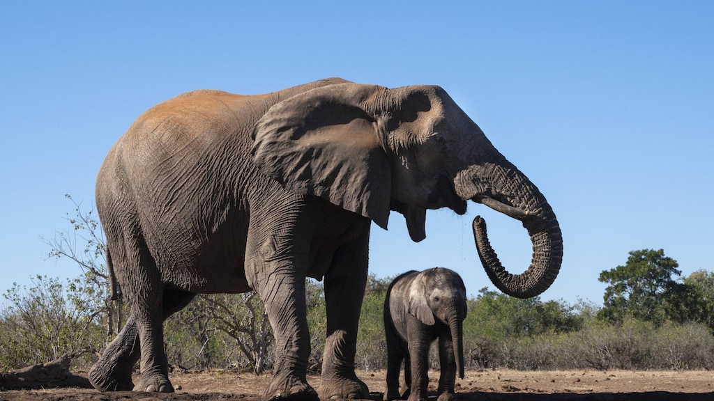 President Botswana dreigt 20.000 olifanten naar Duitsland te sturen