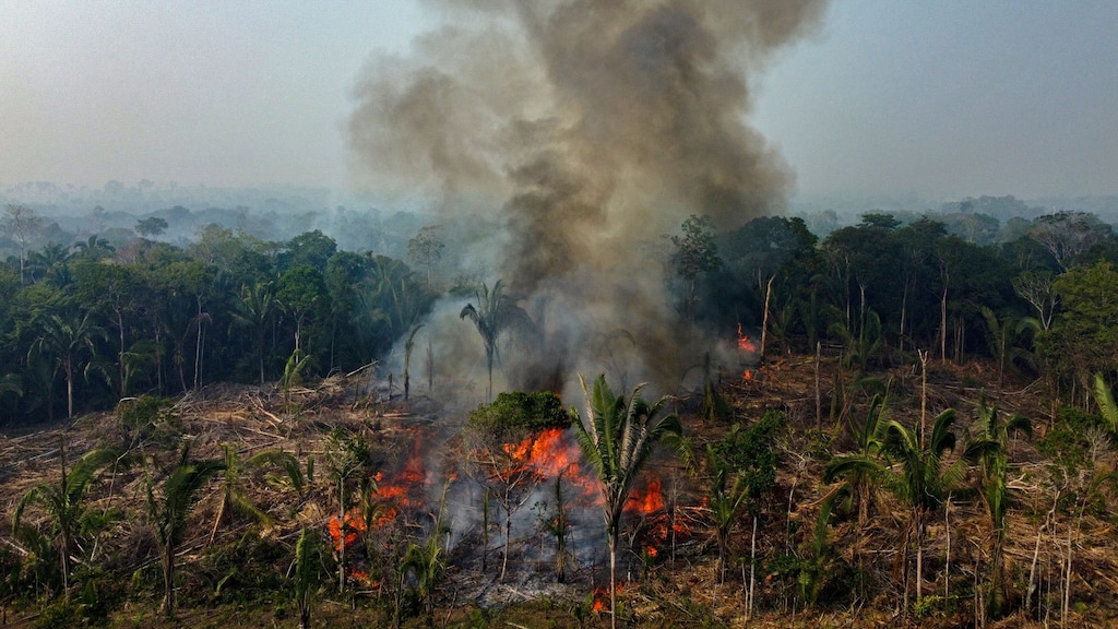 Ontbossing gaat maar door: 'Meer plantaardig eten helpt'