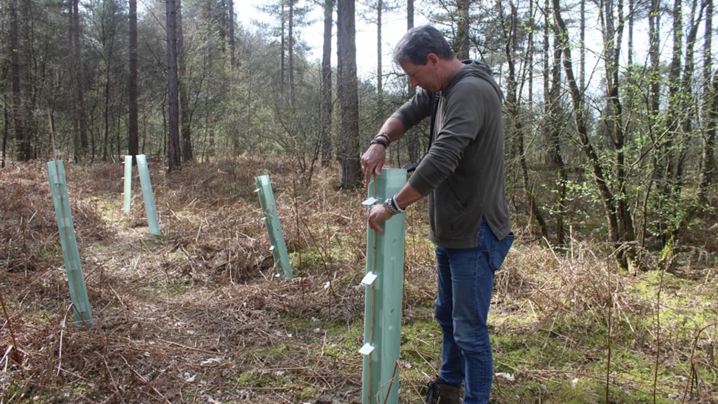 Stef Strik bij een koker die de jonge boompjes beschermt tegen wildvraat.